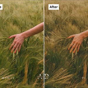 May include: A field of wheat with a hand gently touching the stalks. The wheat is a mix of green and gold, with the hand showing orange nail polish. The image is split, with "Before" and "After" text.