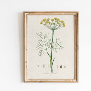 Vintage botanische Druck Antike Blumen Wand Kunst Vintage Dill Kraut druckbare Wand Kunst Gelb Bauernhaus Küche Wohnkultur Instant Download