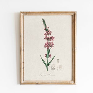 Vintage botanische Kunst Pflanze Druck antike Kräuter Print Blumen Bauernhaus Dekor Küche Wohnkultur Cottagecore Instant Download
