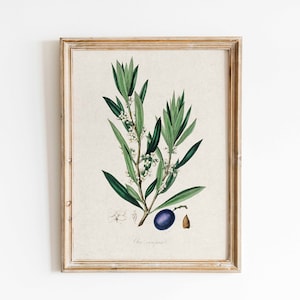 Vintage Olive Plant Botanical Print for Farmhouse Kitchen Decor Antique Herb Print for Cottagecore Home Decor Floral Wall Art Printable Art