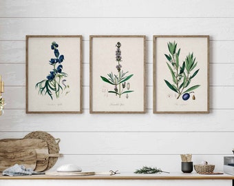 Vintage botanische kruidenprints Set van 3 antieke bloemen muurkunst plantenprints moderne boerderij kunstwerk keukendecor Cottage woondecoratie