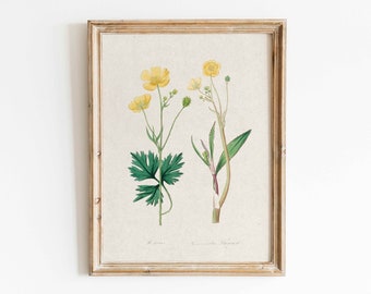 Arte de parede botânica vintage, impressão de plantas, impressão antiga de ervas, decoração floral para casa de campo, cozinha, decoração cottagecore, download instantâneo.