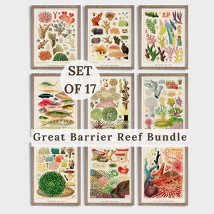 Coral Reef Print Bundle Vintage Great Barrier Reef Lernposter botanische Wand Kunst Ozean Leben Korallen bunt Dekor Instant Download