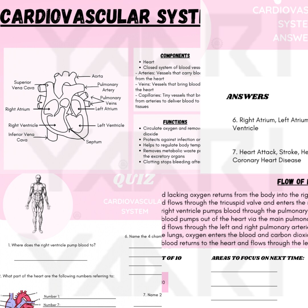 Digital Notes Study Guide Cardiovascular System Question and Answer