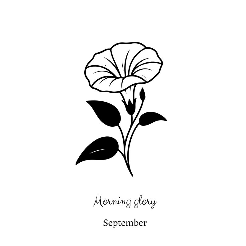 May include: A black and white line drawing of a morning glory flower with leaves and buds. The text "Morning glory" and "September" is below the flower.