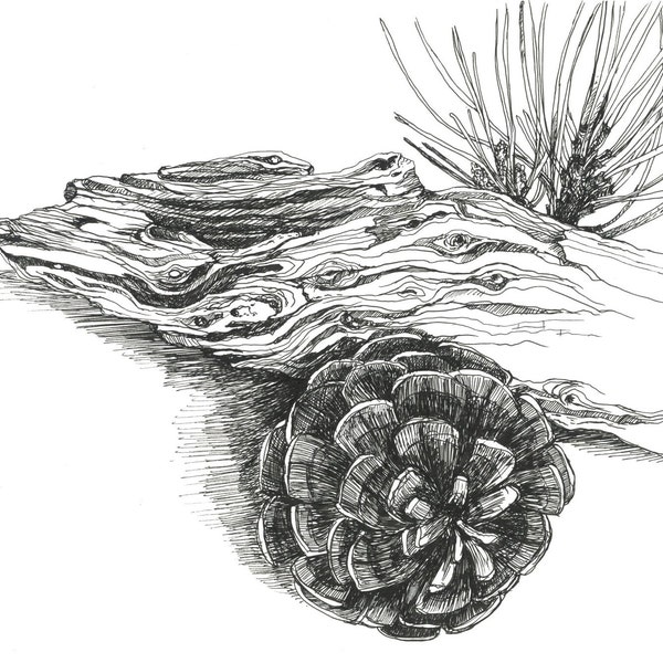 Original ink drawing: Cones, wood and pine branch