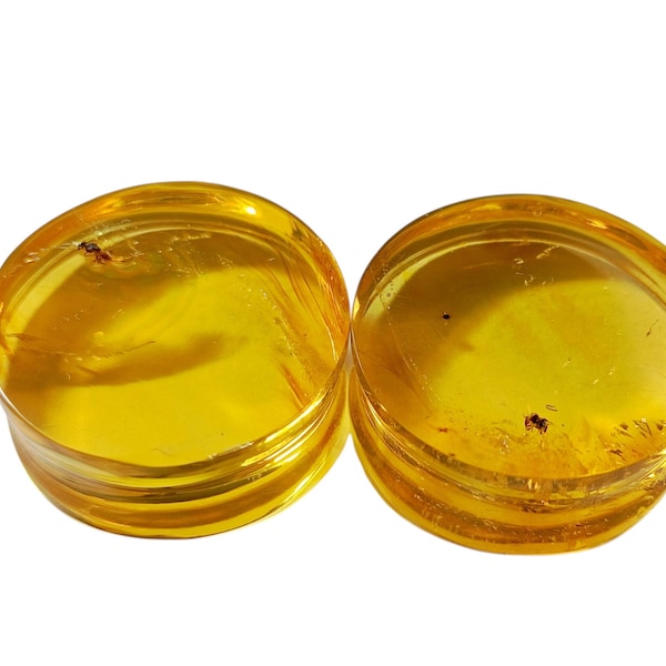 Coppia di espansori da 25 mm con insetto in ambra del Chiapas