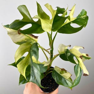 Rhaphidophora Tetrasperma Variegata