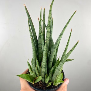 Sansevieria &#39;Fernwood Mikado Icicle&#39;