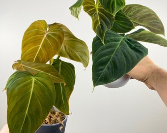 Duo Philodendron Splendid and Glorious