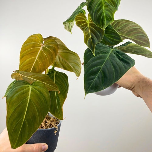 Duo Philodendron Splendid and Glorious