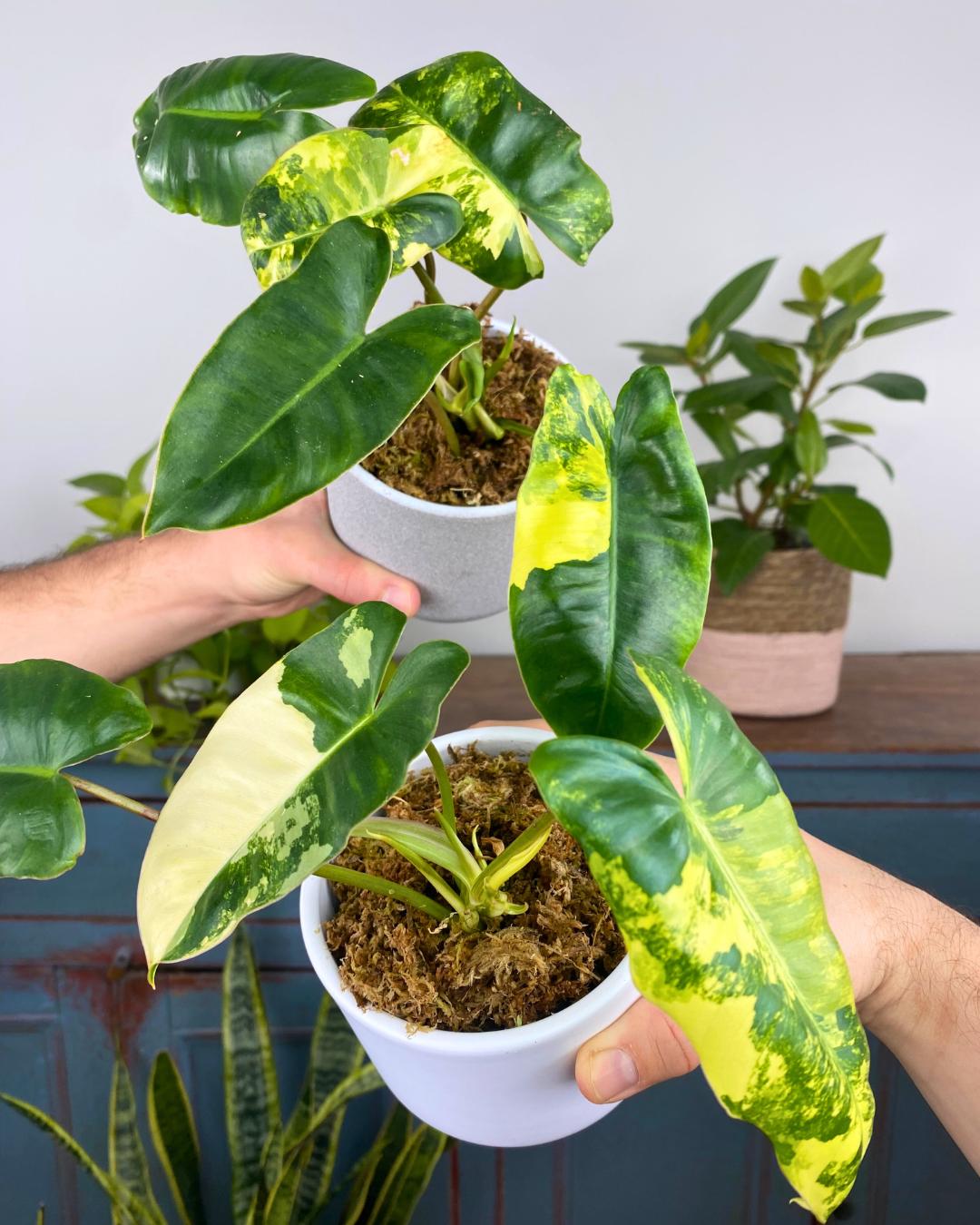 Philodendron Heterocraspedon - Etsy Canada