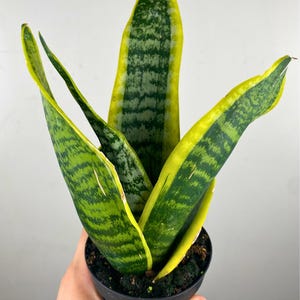 Sansevieria &#39;Superba&#39;