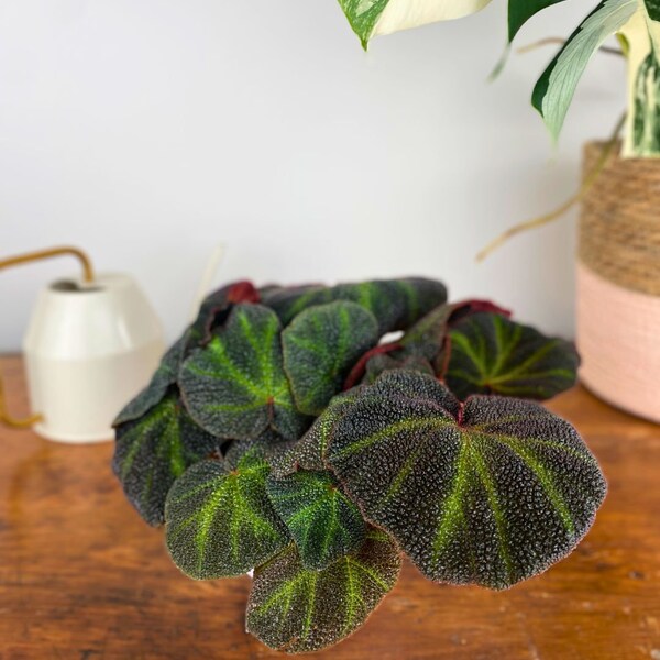 Begonia Soli-Mutata