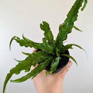 Fern 'Curly Wave' - Asplenium nidus