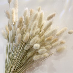 50 pcs bunny tais grass, dried Lagurus grass, wedding decor, home decor, dry grass, natural, Boho
