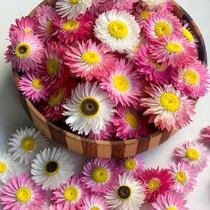 Helipterum acroclinium rosa/bianco essiccato 100 pezzi, teste di fiori essiccati, margherita di carta vera, margherita eterna, decorazioni per la casa essiccate, decorazioni per matrimoni fai da te