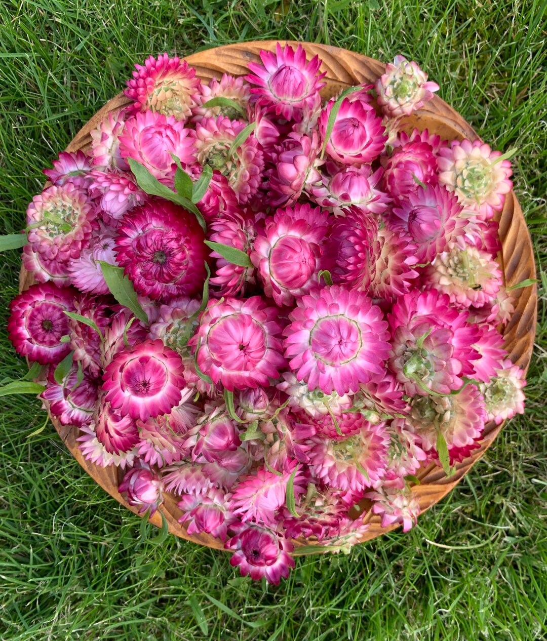 200 PINK Dried Strawflower Heads, Dried Flowers, Wedding DIY, Dried