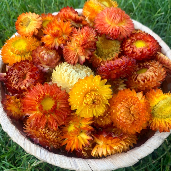 50 Orange/Yellow Organic Dried Strawflowers, LARGE to MEDIUM size, Rustic Wedding Decor, DIY., Organic Dried Helichrysum heads