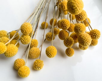 0.70 euro Dried Real Natural Craspedia Flowers, Dried Billy Button Balls, 14 inch/35cm Yellow Dried Flowers Billy Balls Wedding Centerpieces