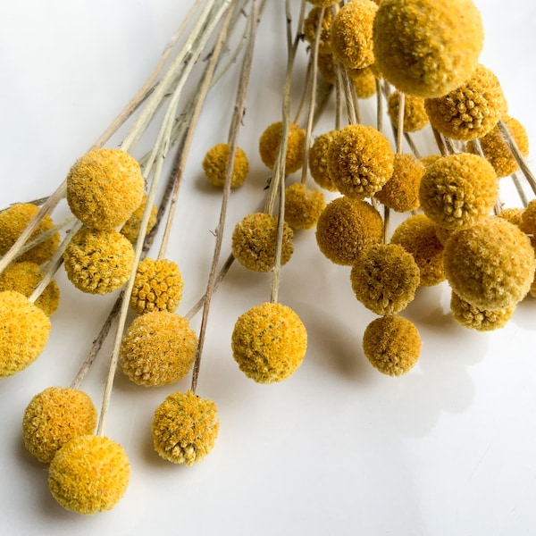 0.70 euro Dried Real Natural Craspedia Flowers, Dried Billy Button Balls, 14 inch/35cm Yellow Dried Flowers Billy Balls Wedding Centerpieces