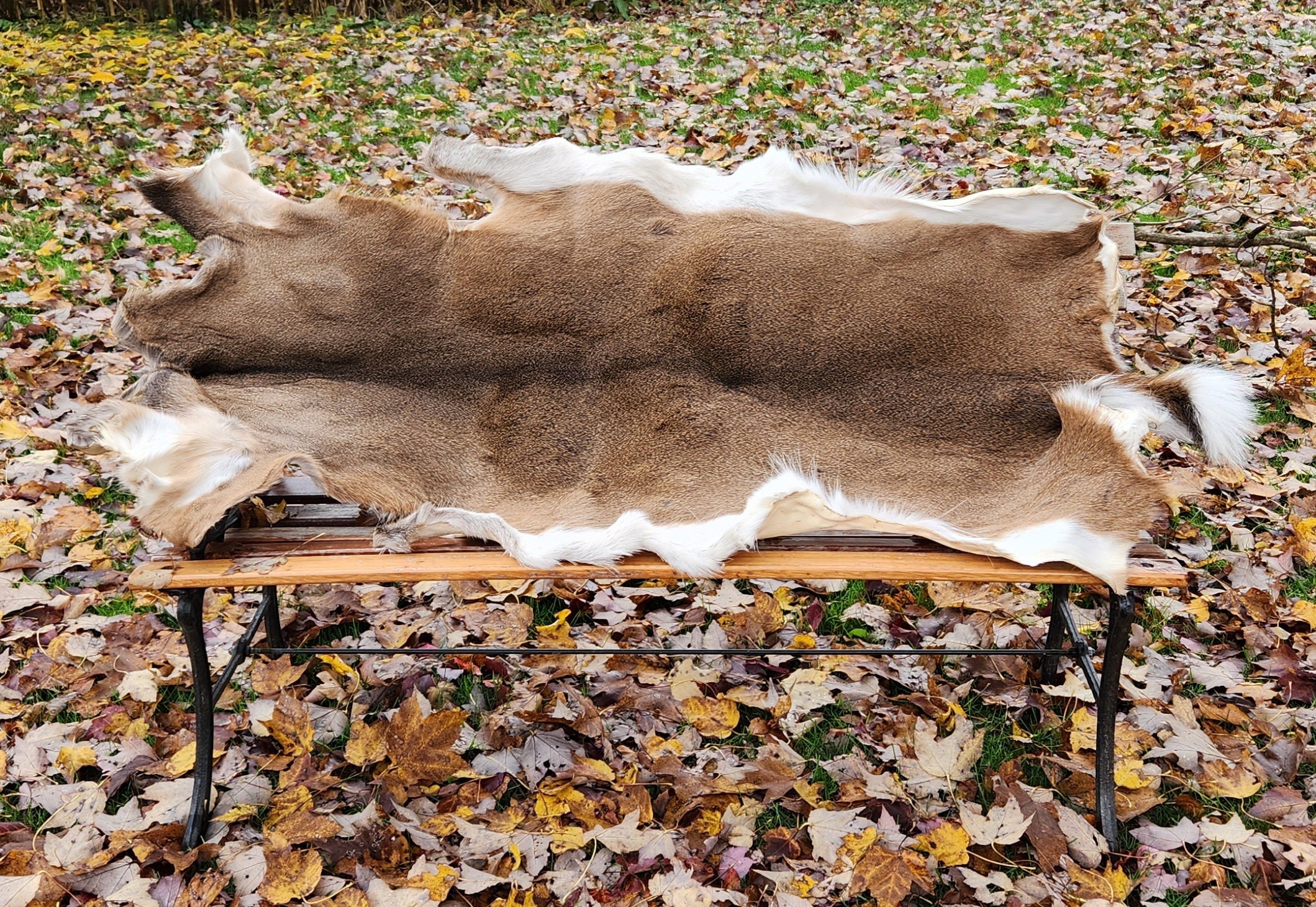 Whitetail Deer Taxidermy Tanned Fur on Hide White Buckskin - Moose