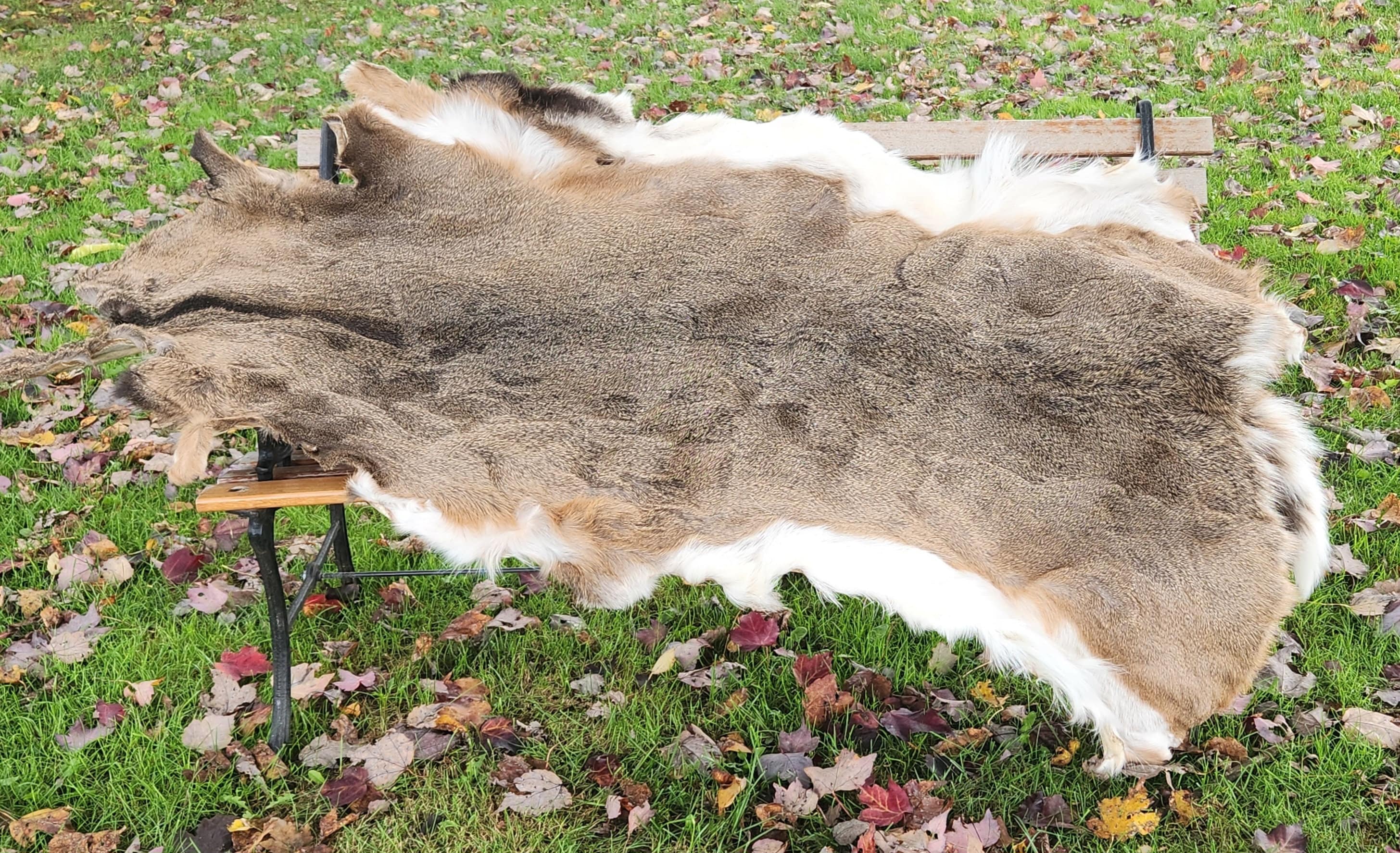 Whitetail Deer Hide 