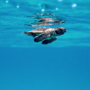 Baby Sea Turtle Photograph South Florida