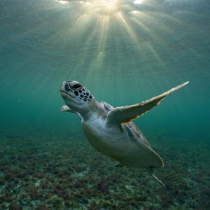 Sunrise Juvenile Green Sea Turtle Photograph South Florida