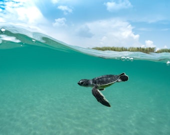 Puede incluir: Una pequeña tortuga marina nada en aguas turquesas claras con un cielo azul y nubes blancas en el fondo.