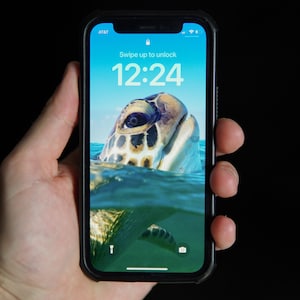 Turtle Phone Wallpaper, iPhone and Android, Lock Screen, 4 images of Sea Turtles