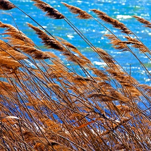 Reeds and Water