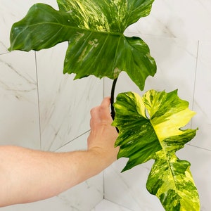 Philodendron “Florida X Mayoi”