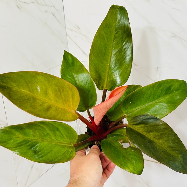 Philodendron “Red Congo Mint” Super Rare **US Seller**