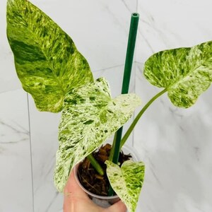 Philodendron “Blizzard **US Seller**