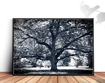Oversized Oak Tree Photograph: Nature Photo, Black and White, Printable Wall Art, Digital Download