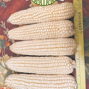 May include: Five ears of white corn are displayed, showcasing their kernels. A ruler is placed next to the corn, indicating measurements. The image includes the text "TREMESINO ORGANICS" and a logo with the words "TERRA BELLA, CALIFORNIA".