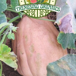 May include: A large, light orange pumpkin rests among green leaves and vines. The image includes a circular logo with the text "Terra Bella, California" and "Tremesino Organics", along with illustrations of produce.