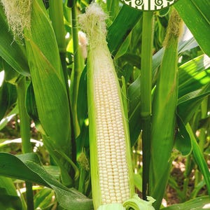 May include: An ear of corn, partially husked, revealing rows of white kernels. The image is set in a field of green corn stalks and leaves. The text "TREMESINO ORGANICS" is visible, along with a logo and the words "TERRA BELLA, CALIFORNIA".