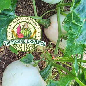 May include: Close-up of white pumpkins growing on vines with large green leaves. The image includes a logo that reads "Terra Bella, California" and "TRESMESINO ORGANICS". The pumpkins have a light green hue and are covered in small water droplets.