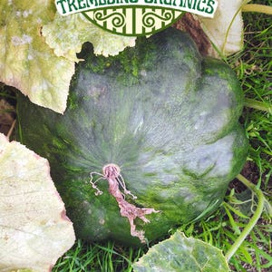 May include: A large, dark green squash with a unique, ridged shape, surrounded by large, textured leaves. The image includes a circular logo with the text "Terra Bella, California" and "Tremesino Organics."