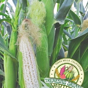 May include: A stalk of white corn with green husks and light yellow silk, partially peeled to reveal white kernels. A circular logo features the text Terra Bella, California and Tremesino Organics with illustrations of produce.