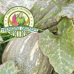 May include: Close-up of two large pumpkins with green and yellow mottled skin, nestled among green leaves and grass. The image includes a circular logo with the text "Terra Bella, California" and "TRESIMINO ORGANICS".