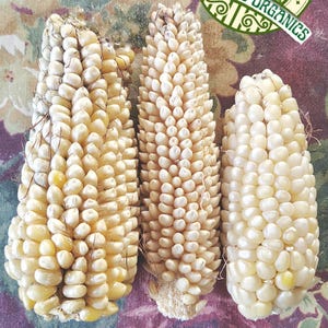 Organic Mexican Conico White Creamy Corn, 50 Seeds- Maiz Blanco Conico Mexicano, 50 Semillas.