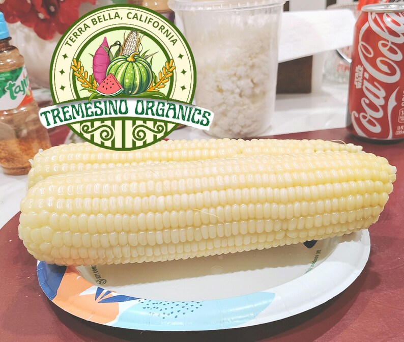 Pale Corn Organic Norteño Mexican Big White Corn 50 Seeds- Maiz Blanco Criollo ...