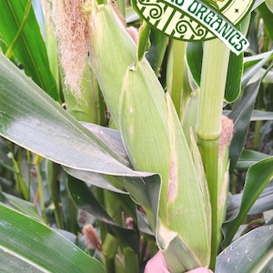 Organic Norteño Mexican Big White Corn 50 Seeds- Maiz Blanco Criollo Norteño De Guerrero, 50 Semillas.