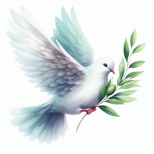 May include: Watercolor illustration of a white dove in flight, holding an olive branch with green leaves and olives. The dove has light blue and gray accents on its wings and tail, set against a white background.