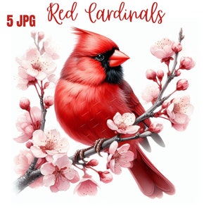 Clipart Cardinal rouge, JPG de haute qualité, oeuvre d'art pour chambre d'enfant, téléchargement numérique, fabrication de cartes, Clipart oiseau mignon, créations numériques en papier