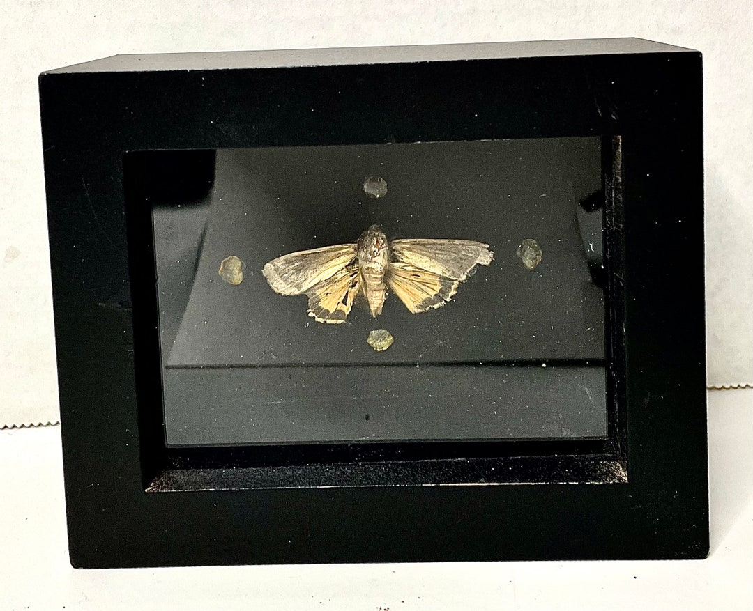 Moth Pinning in All Black Shadow Box With Citrine Crystals Etsy