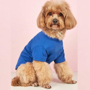 May include: A small, light brown, curly-haired dog wearing a solid royal blue short-sleeved t-shirt. The shirt features a simple crew neckline and hemmed sleeves, fitting snugly around the dog's torso while leaving the legs and tail exposed.